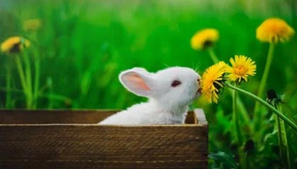 2025“Z世代”第二届延边东北亚国际青少年足球邀请赛在龙井市开赛